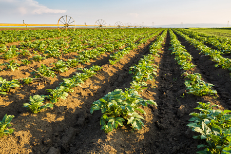 Green field of potato crops in a rowの写真素材