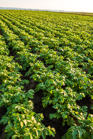 Green field of potato crops in a rowの写真素材