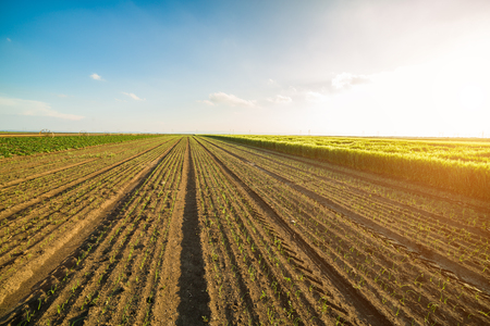 Onion field, maturing at spring. Agricultural landscapeの写真素材