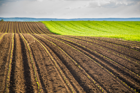 Agricultural landscape, arable crop field. Arable land is the land under temporary agricultural crops capable of being ploughed and used to grow crops.の写真素材
