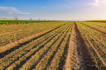 Onion field, maturing at spring. Agricultural landscapeの写真素材