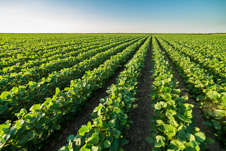 Green ripening soybean field, agricultural landscapeの写真素材