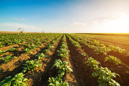 Green field of potato crops in a rowの写真素材