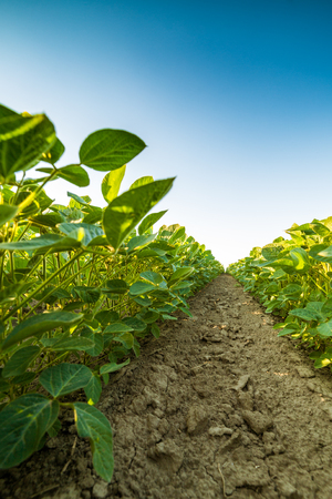 Green ripening soybean field, agricultural landscapeの写真素材