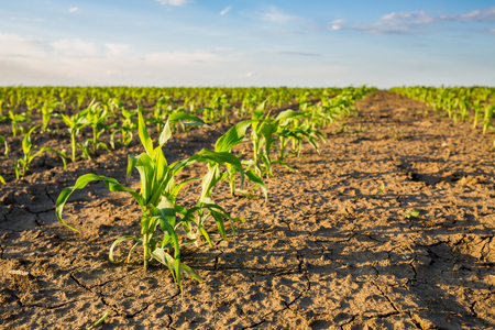 Green corn maize field in early stageの写真素材