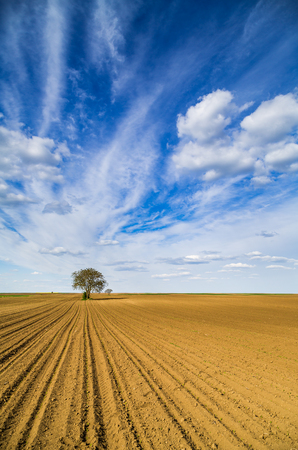 Agricultural landscape, arable crop field. Arable land is the land under temporary agricultural crops capable of being ploughed and used to grow crops.の写真素材