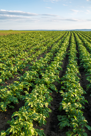 Green field of potato crops in a rowの写真素材