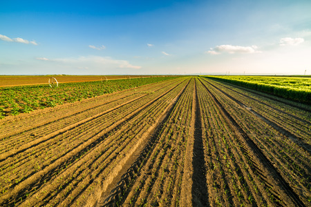 Onion field, maturing at spring. Agricultural landscapeの写真素材