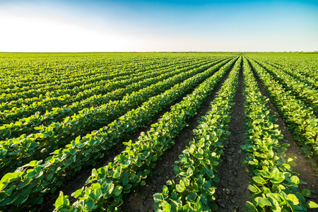 Green ripening soybean field, agricultural landscapeの写真素材