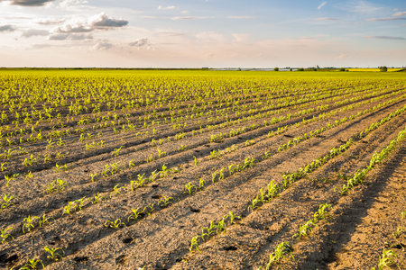 Green corn maize field in early stageの写真素材