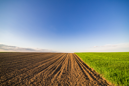 Green field of tillering wheat. Tillering usually starts when plant has 3-4 leaves.の写真素材