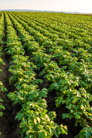 Green field of potato crops in a rowの写真素材