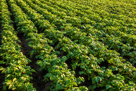 Green field of potato crops in a rowの写真素材