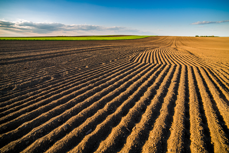 Agricultural landscape, arable crop field. Arable land is the land under temporary agricultural crops capable of being ploughed and used to grow crops.の写真素材