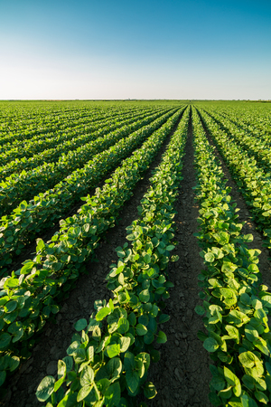Green ripening soybean field, agricultural landscapeの写真素材