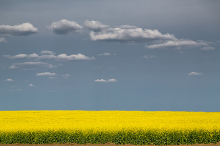 Canola rapeseed flowers at fieldの写真素材