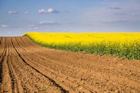 Agricultural landscape, arable crop field. Arable land is the land under temporary agricultural crops capable of being ploughed and used to grow crops.の写真素材