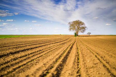 Agricultural landscape, arable crop field. Arable land is the land under temporary agricultural crops capable of being ploughed and used to grow crops.の写真素材