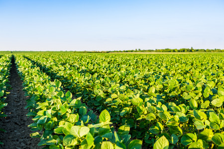 Green ripening soybean field, agricultural landscapeの写真素材