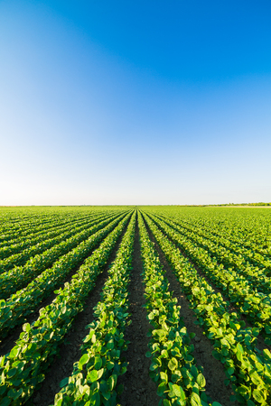 Green ripening soybean field, agricultural landscapeの写真素材