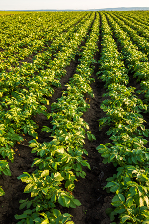 Green field of potato crops in a rowの写真素材