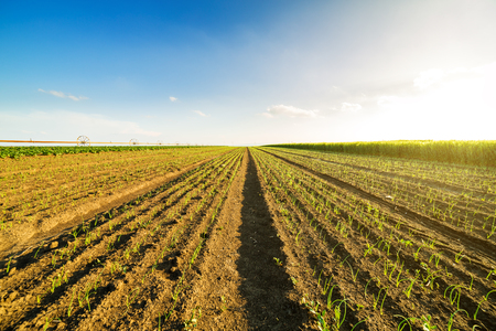 Onion field, maturing at spring. Agricultural landscapeの写真素材
