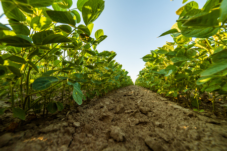 Green ripening soybean field, agricultural landscapeの写真素材