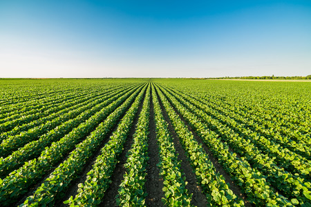 Green ripening soybean field, agricultural landscapeの写真素材