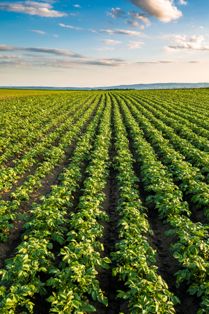 Green field of potato crops in a rowの写真素材