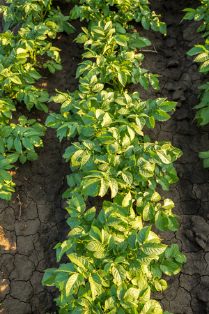 Green field of potato crops in a rowの写真素材