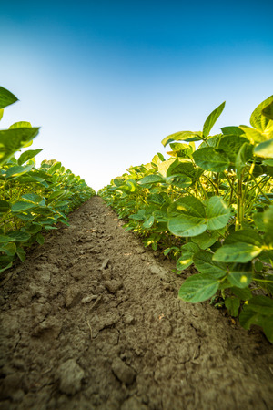Green ripening soybean field, agricultural landscapeの写真素材
