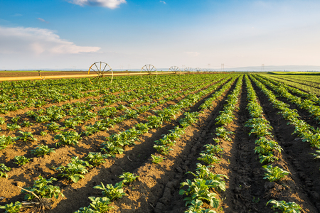 Green field of potato crops in a rowの写真素材