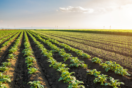 Green field of potato crops in a rowの写真素材
