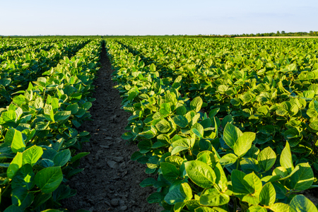 Green ripening soybean field, agricultural landscapeの写真素材
