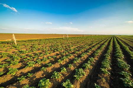 Green field of potato crops in a rowの写真素材