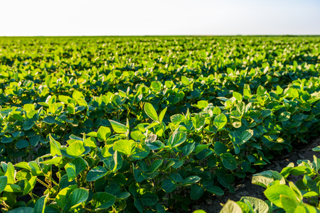 Green ripening soybean field, agricultural landscapeの写真素材