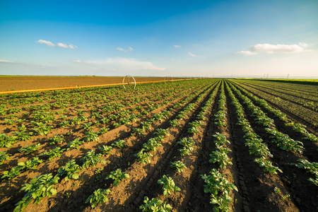 Green field of potato crops in a rowの写真素材