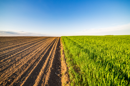 Green field of tillering wheat. Tillering usually starts when plant has 3-4 leaves.の写真素材