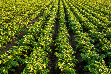Green field of potato crops in a rowの写真素材