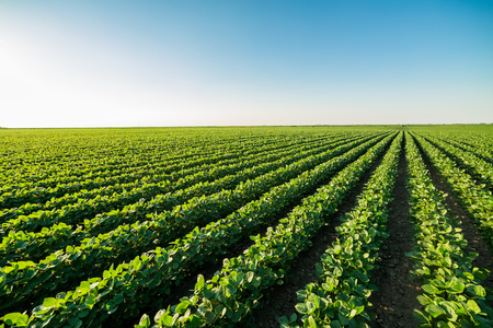 Green ripening soybean field, agricultural landscapeの写真素材