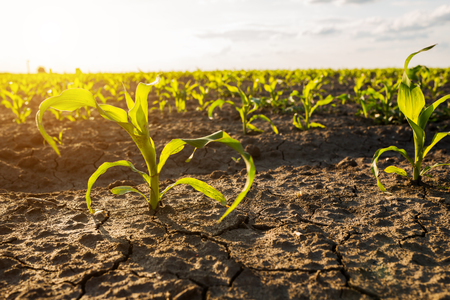 Green corn maize field in early stageの写真素材