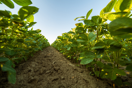 Green ripening soybean field, agricultural landscapeの写真素材