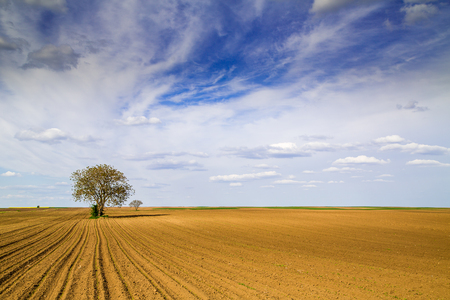 Agricultural landscape, arable crop field. Arable land is the land under temporary agricultural crops capable of being ploughed and used to grow crops.の写真素材