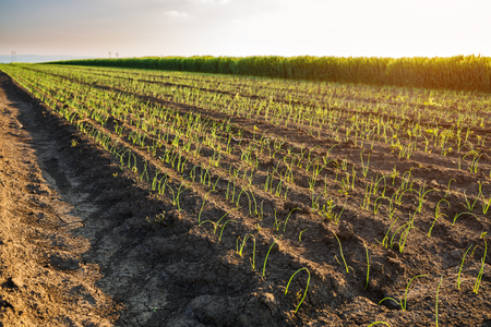 Onion field, maturing at spring. Agricultural landscapeの写真素材