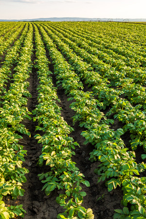 Green field of potato crops in a rowの写真素材