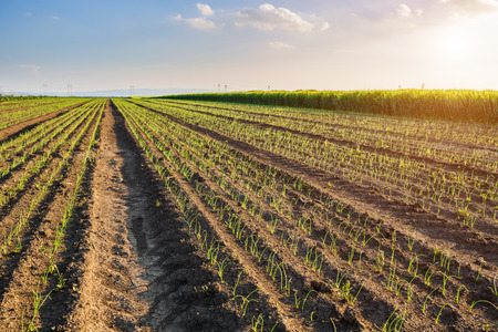 Onion field, maturing at spring. Agricultural landscapeの写真素材