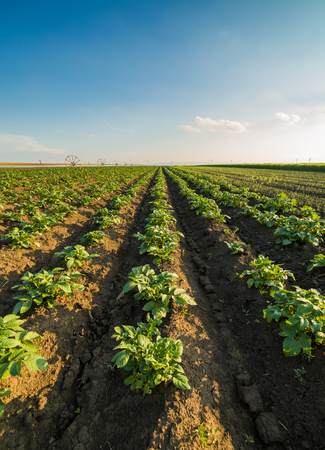 Green field of potato crops in a rowの写真素材