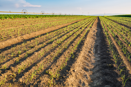 Onion field, maturing at spring. Agricultural landscapeの写真素材