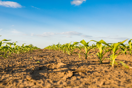 Green corn maize field in early stageの写真素材