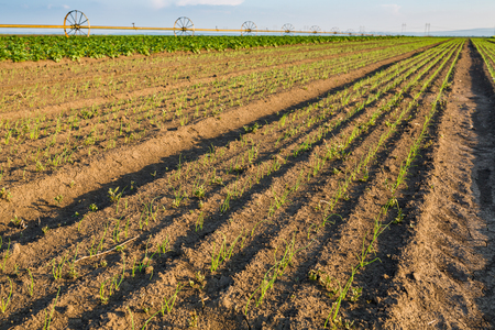 Onion field, maturing at spring. Agricultural landscapeの写真素材